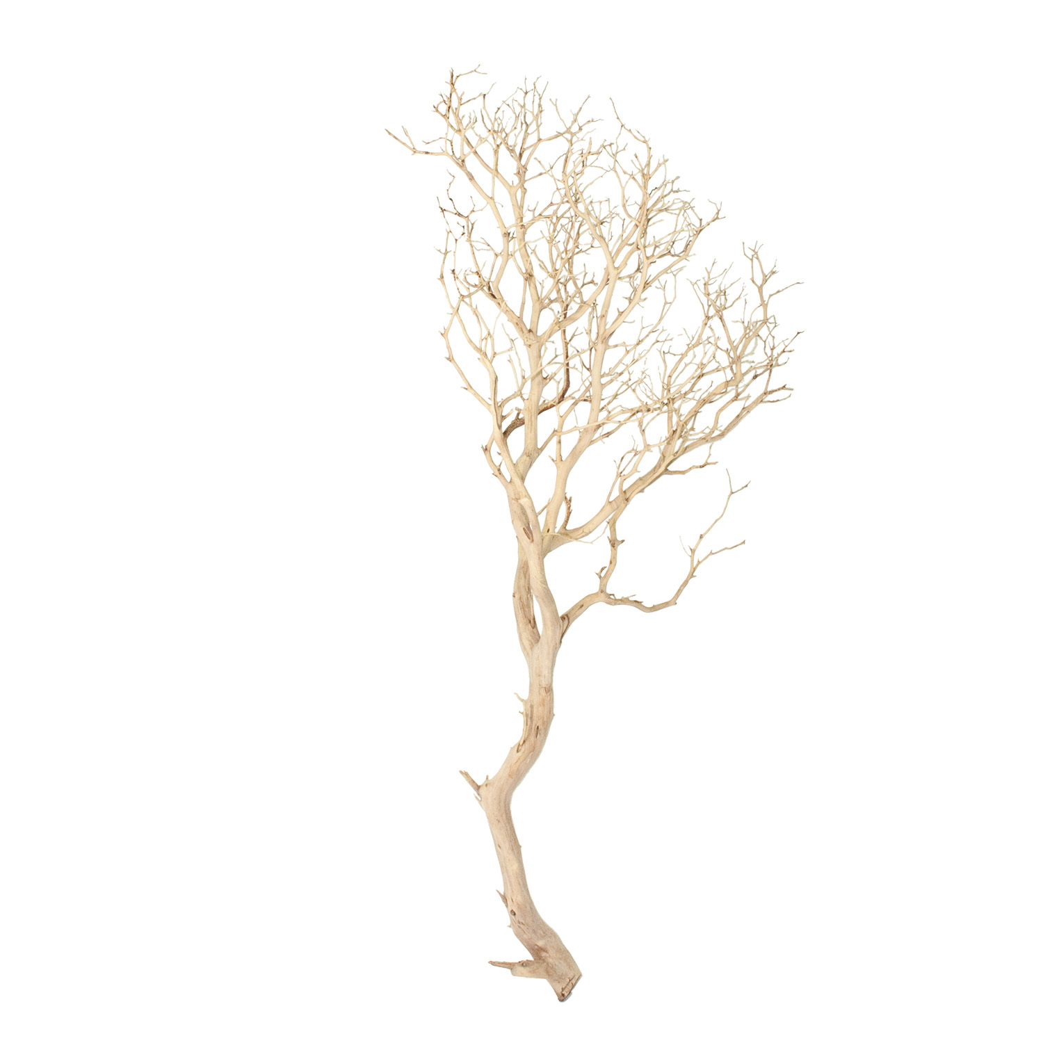 Manzanita sablé branchu, 150-175 cm 